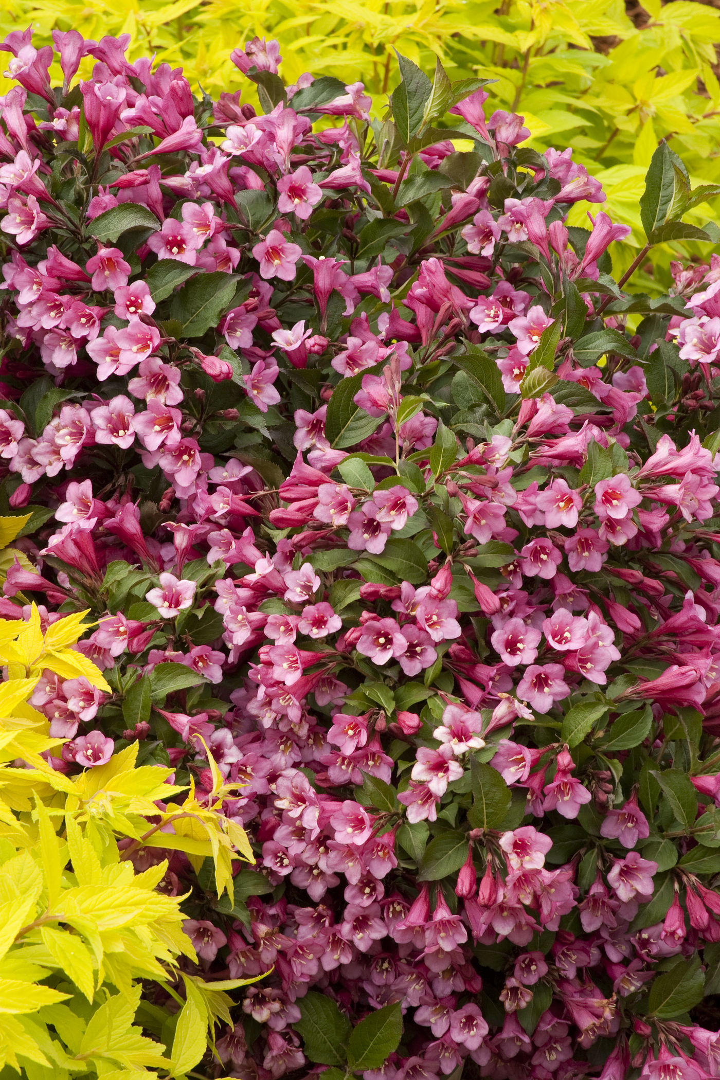 Weigela florida 'Minuet'